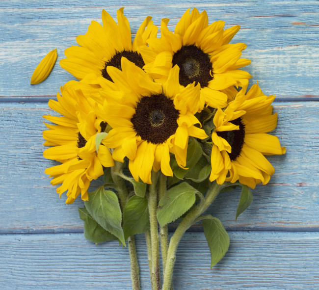 Strauß aus Sonnenblumen auf blauem hölzernen Hintergund
